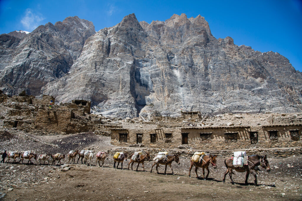 Mules transportating goods in Nar Phu Valley