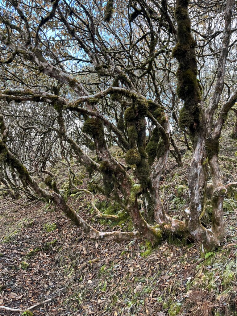 Walking through the Jungle of Hugu Goth