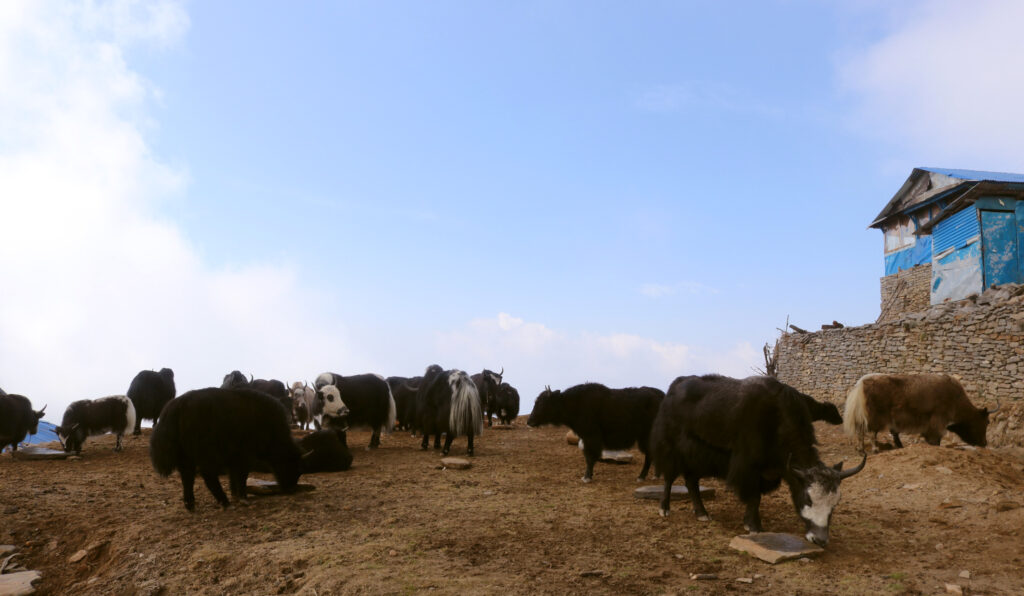 Yaks near Mardi Himal