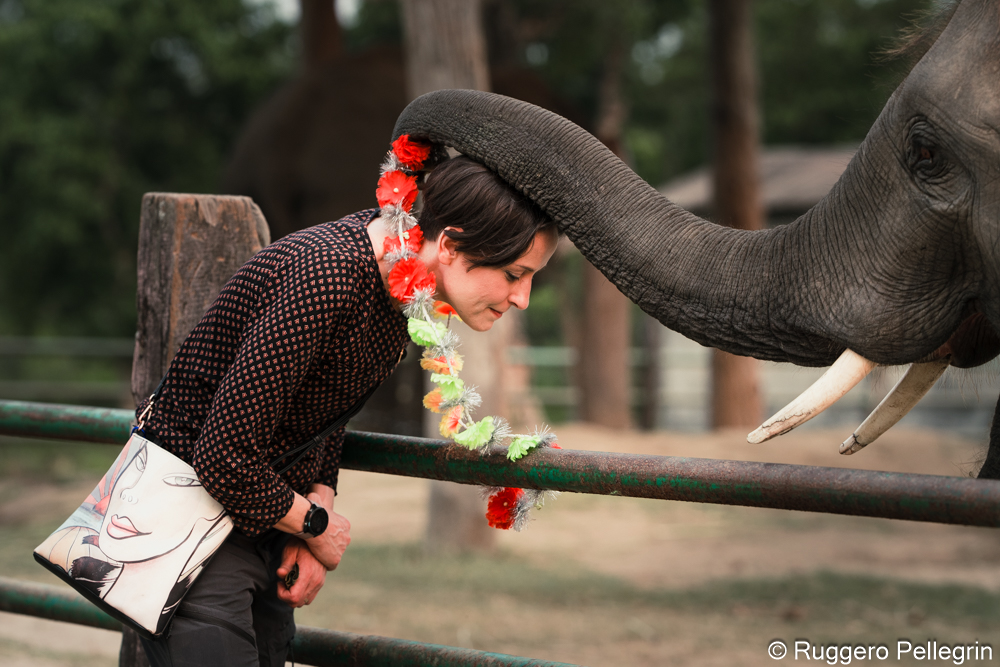 Elephant Rides